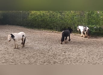 Gypsy Horse, Mare, 3 years, 14 hh, Black, in Lage,