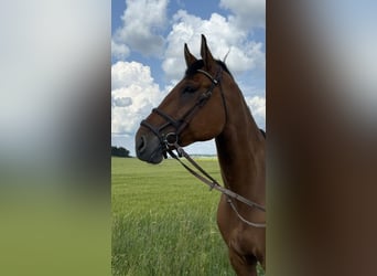 Stånguddens Roxy
