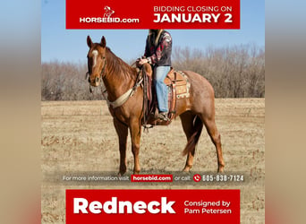 American Quarter Horse Mix, Wallach, 12 Jahre, 157 cm, Roan-Red, in Valley Springs, SD,