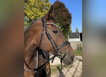 Baden Württemberger, Merrie, 11 Jaar, 167 cm, Bruin, in Burgau