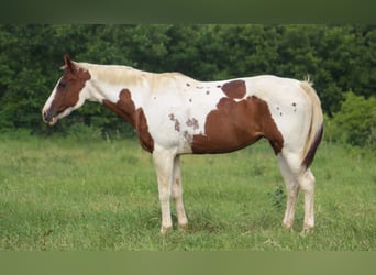 American Paint Horse, Yegua, 13 años, 150 cm, Tobiano-todas las-capas, in Poolville