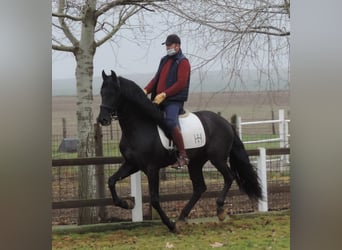 PRE Mix, Stallion, 12 years, 16.1 hh, Black, in Madrid,