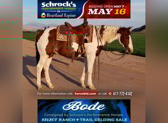 Paint Horse, Wałach, 6 lat, 147 cm, in Buckeye, AZ,