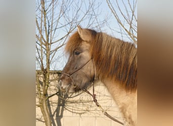 Icelandic Horse, Gelding, 2 years, 13.2 hh, Dun, in Kranenburg,