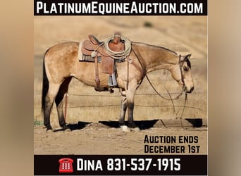 American Quarter Horse, Gelding, 10 years, 14.3 hh, Buckskin, in Paicines CA,