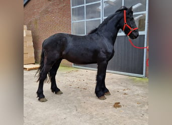 Friesian horses, Gelding, 4 years, 15.2 hh, Black, in Bladel,
