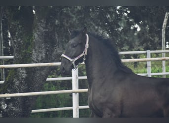 PRE, Stallion, 2 years, 16 hh, Black, in El Real De La Jara,