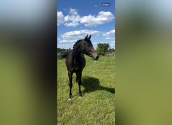 Mare 4 years