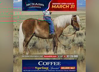 More ponies/small horses, Gelding, 7 years, 9 hh, Bay, in Cody, WY,