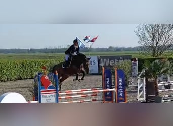 KWPN, Hongre, 4 Ans, 165 cm, Bai, in Uden