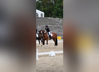 Westfaal, Ruin, 6 Jaar, 170 cm, Bruin, in Trochtelfingen