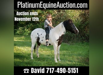 Quarter horse américain, Hongre, 17 Ans, 124 cm, Tobiano-toutes couleurs, in Coatesville PA,