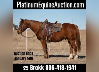Quarter horse américain, Hongre, 11 Ans, 155 cm, Alezan brûlé, in Amarillo TX,