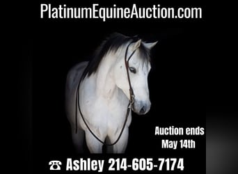 American Quarter Horse, Ruin, 9 Jaar, Schimmel, in weatherford TX,