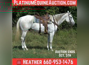 Quarter horse américain, Hongre, 6 Ans, 155 cm, Gris, in Princeton MO