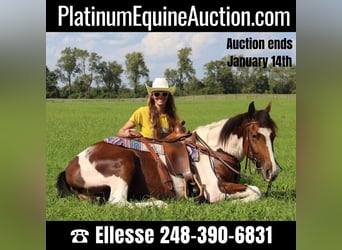 Paint Horse, Wallach, 5 Jahre, 145 cm, Tobiano-alle-Farben, in Howell MI,