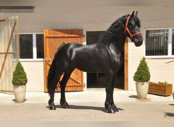 Friesian horses, Stallion, 4 years, 16.2 hh, Black, in Ochtendung,