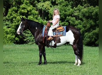 Quarter horse américain, Hongre, 14 Ans, Noir, in Mount Vernon, KY,