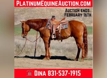 American Quarter Horse, Wallach, 10 Jahre, 152 cm, Falbe, in Paicines CA,