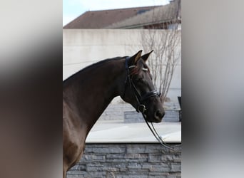 KWPN, Mare, 4 years, 16 hh, Smoky-Black, in Wolfsbach,