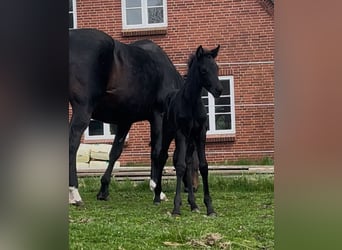 Oldenburger, Stute, 1 Jahr, Rappe, in Breklum