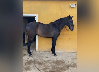 PRE, Stallion, 2 years, 17 hh, Gray, in Alicante/Alacant,