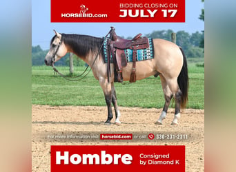 Quarter horse américain, Hongre, 8 Ans, 145 cm, Buckskin, in Jackson, OH,