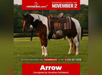 Caballo cuarto de milla, Caballo castrado, 5 años, 142 cm, Pío, in Fredericksburg