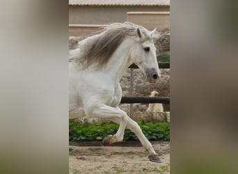 PRE Mestizo, Semental, 8 años, 174 cm, in Almerimar
