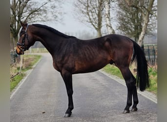 Hannoveriano, Semental, 4 años, 170 cm, Castaño oscuro, in Someren