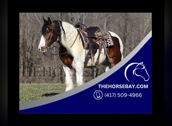 Gypsy Horse, Gelding, 3 years, 14.3 hh, Tobiano-all-colors, in Parkers Lake, KY,