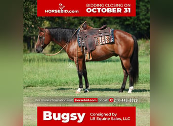 Quarter horse américain Croisé, Hongre, 11 Ans, 155 cm, Bai cerise, in Terrell, TX,