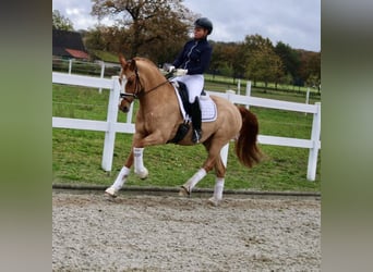 German Riding Pony, Gelding, 11 years, 14.2 hh, Chestnut-Red, in Recke, bei Osnabrück,