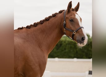 Hannover, Castrone, 7 Anni, 170 cm, Sauro, in Yvelines