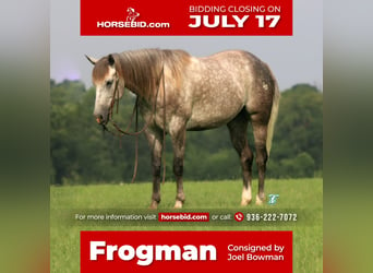 Quarter horse américain, Hongre, 6 Ans, 152 cm, Gris pommelé, in Carthage, TX,