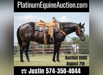 American Quarter Horse, Gelding, 12 years, 14.3 hh, Black, in River Falls Wi,