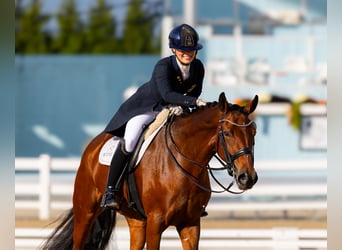 Danish Warmblood, Mare, 10 years, 16 hh, Brown, in Califon New Jersey