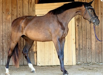 Oldenburgo, Yegua, 3 años, 165 cm, Morcillo, in Wolfsbach