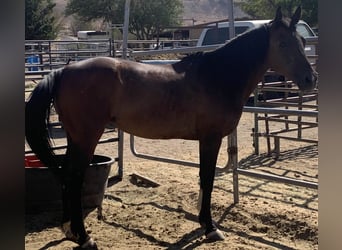 Pura Raza Árabe Mestizo, Yegua, 17 años, 142 cm, Castaño, in Reno,