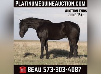 Cheval de trait, Hongre, 4 Ans, Noir, in Canyon TX,