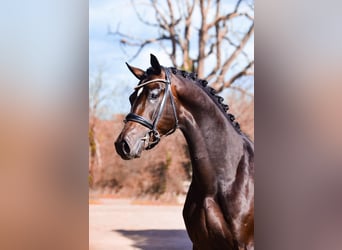 KWPN, Hengst, 5 Jaar, 167 cm, Zwartbruin, in Marigny le Lozon,
