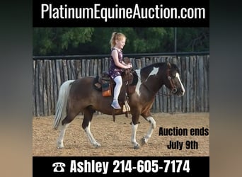 American Miniature Horse, Gelding, 10 years, 11.2 hh, Tobiano-all-colors, in Weatherford TX,