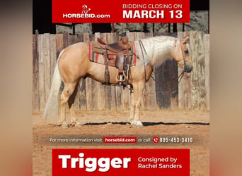 Quarter horse américain, Hongre, 6 Ans, Palomino, in Joshua, TX,