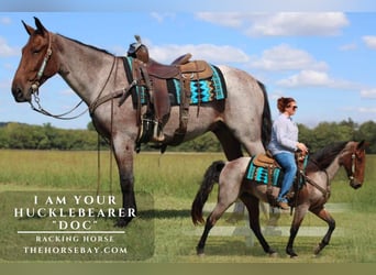 Tennessee Walking Horse, Wallach, 4 Jahre, 157 cm, Roan-Bay, in Lewisburg, TN