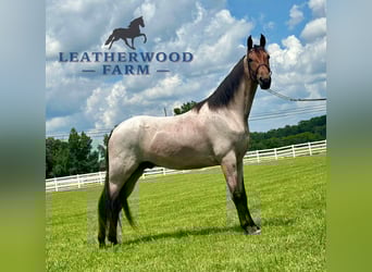 Tennessee konia, Wałach, 2 lat, 152 cm, Gniada, in Lewisburg