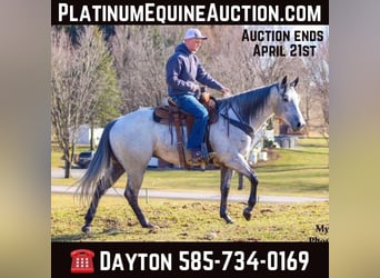 American Quarter Horse, Gelding, 4 years, 15.1 hh, Gray-Dapple, in Warsaw NY,