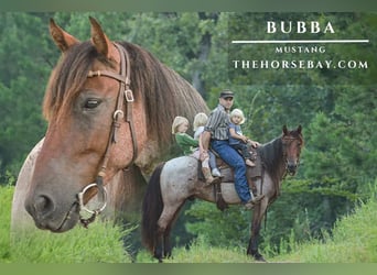 Mustang (american), Gelding, 6 years, 14 hh, Roan-Bay, in Sallisaw, OK