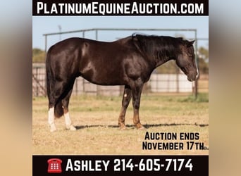 American Quarter Horse, Ruin, 9 Jaar, 147 cm, Donkere-vos, in Weatherford TX,