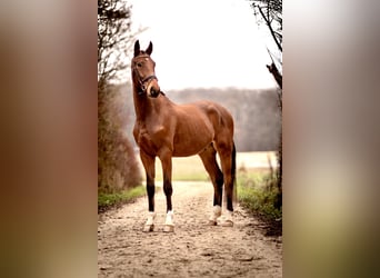 Hanoverian, Gelding, 3 years, 16,2 hh, Brown, in PerlPerl,