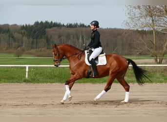 Sang-chaud Mecklembourg, Hongre, 4 Ans, 166 cm, Bai, in Ganschow,
